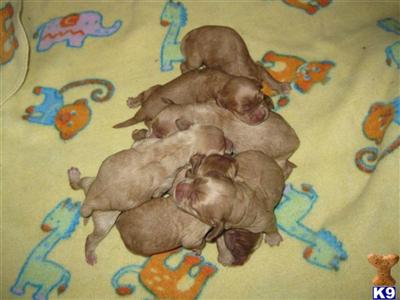 Puppies in NM